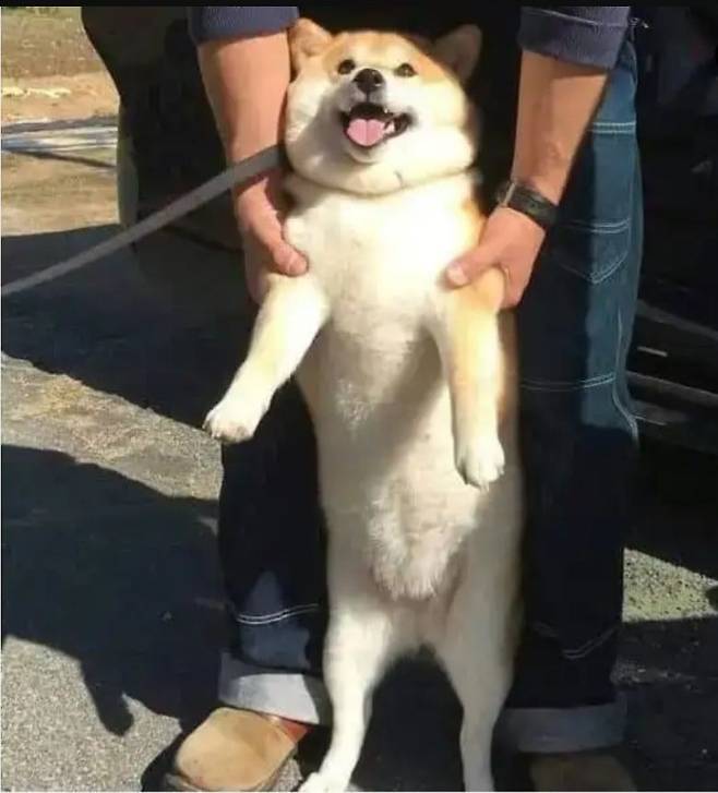84c08d8fb7d13606c2e899f26c1f1f65_1741101188_0411.jpeg